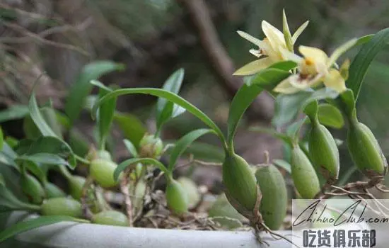Anlong Dendrobium