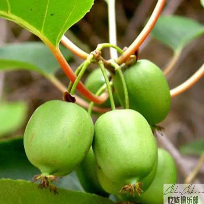 本溪软枣猕猴桃