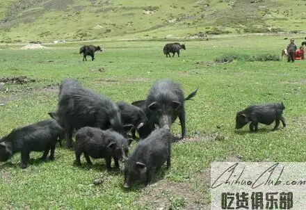 稻城藏香猪