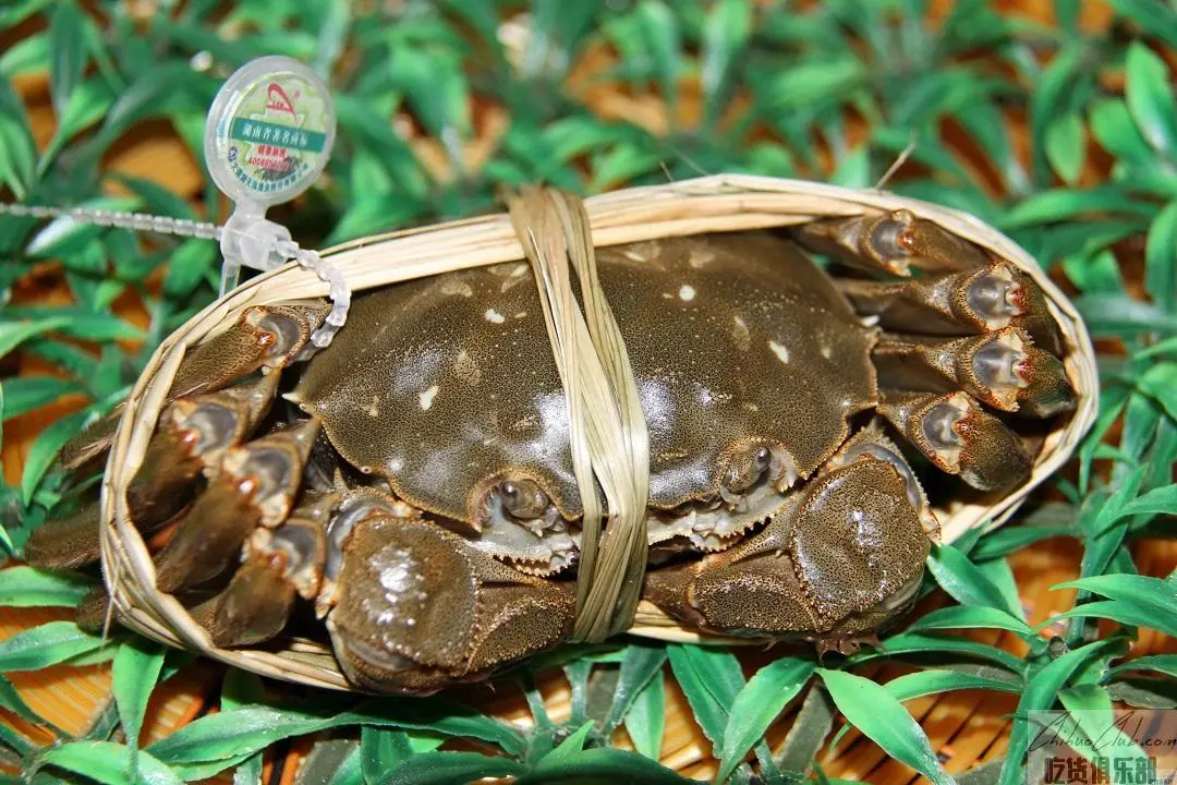 Datong Lake Hairy Crab