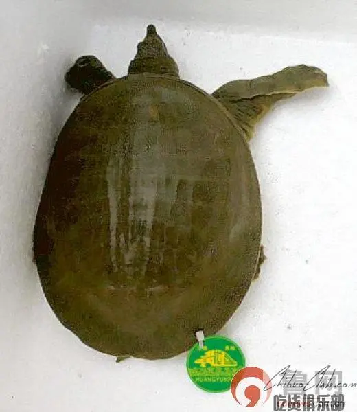 Dingma Soft shelled turtle