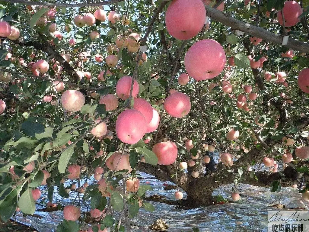 浮山苹果