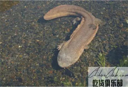 Hanwang Mountain giant salamander