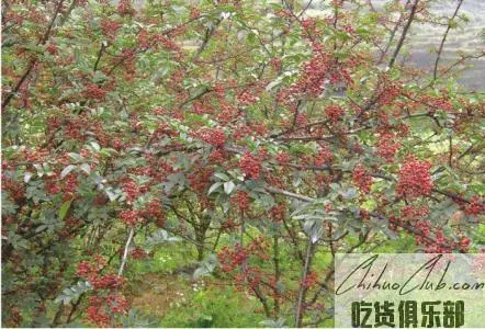 Hanyuan Sichuan Pepper