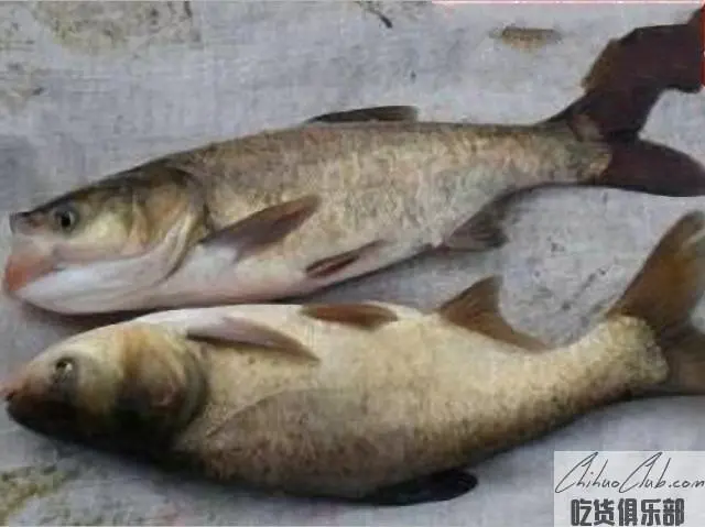 洪门鳙鱼