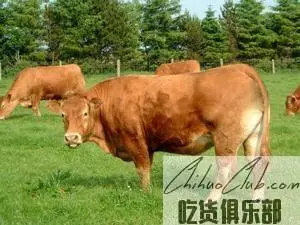 黄陂黄牛