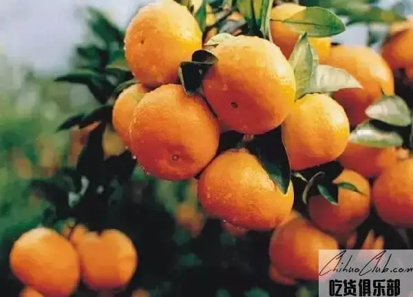 Huangyan tangerine