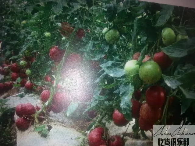 胡阳西红柿