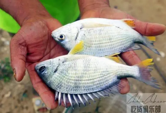 金湾黄立鱼