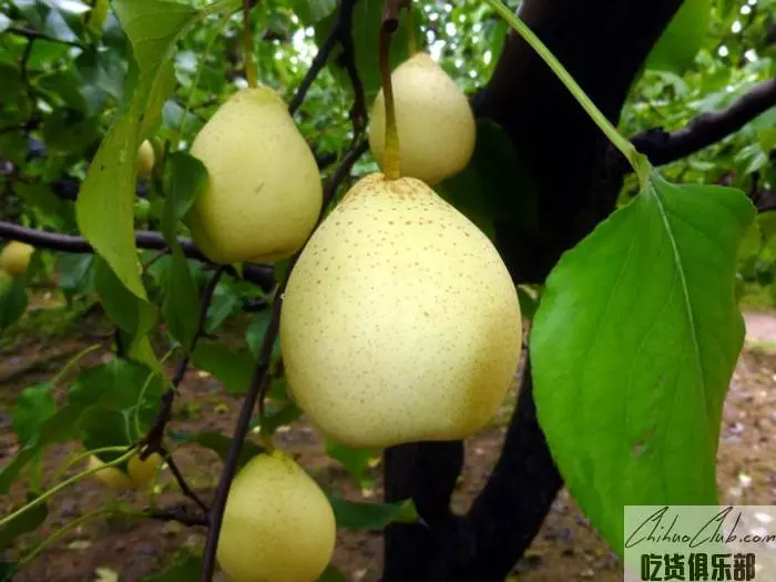Jinju Yali Pear