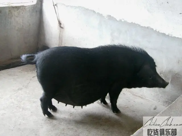 梁山黑猪