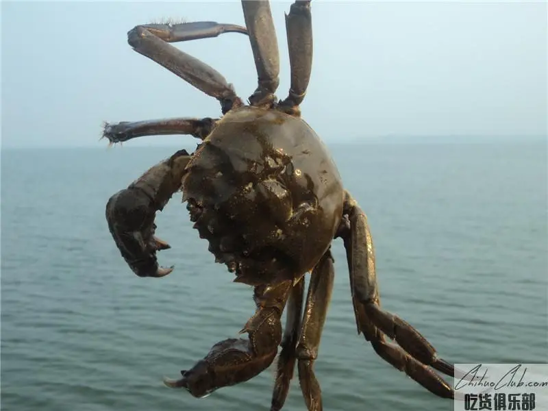 Maoshan Crab