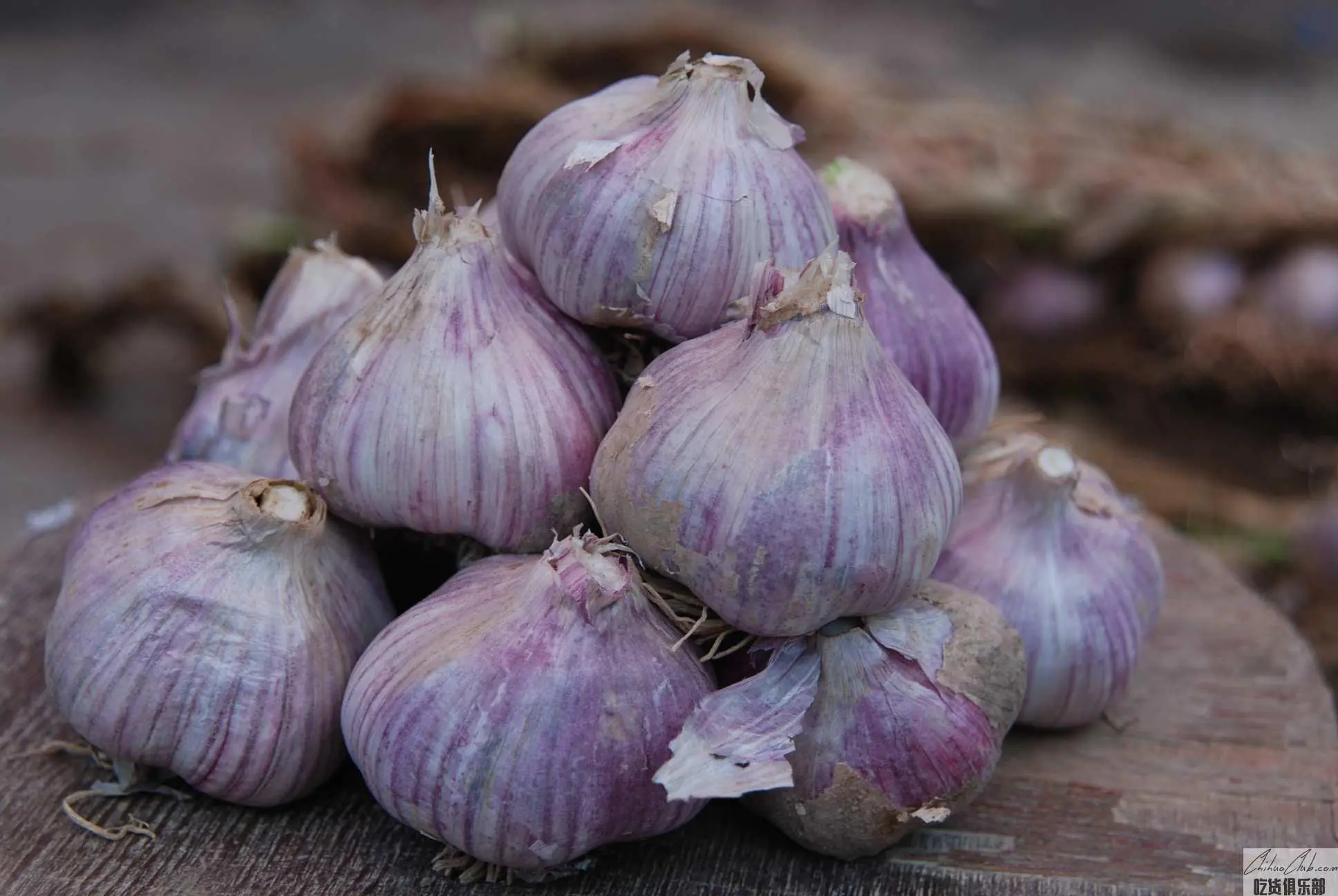 Jule purple garlic