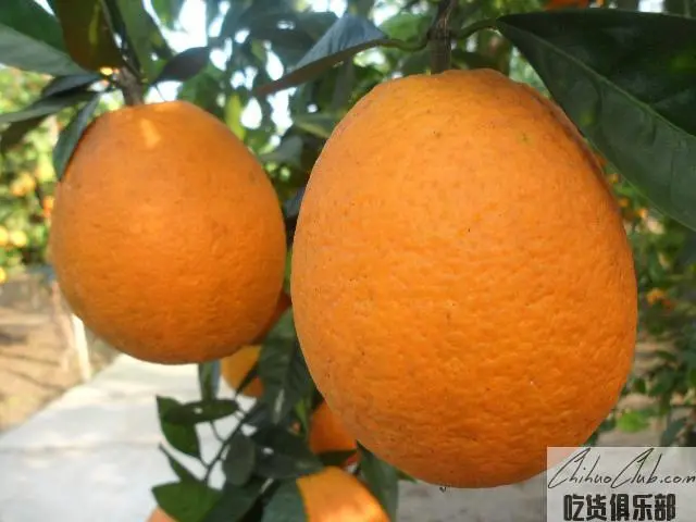 蓬安锦橙
