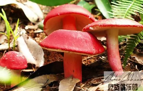 Pubei Red fungus