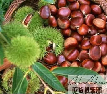 Shennongjia wild chestnut