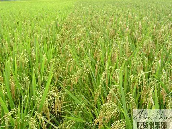 Sujiatun Rice (Hongling Rice)