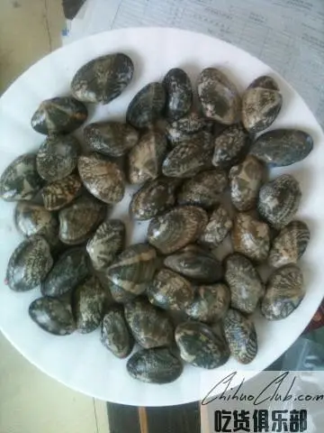 威海蚬蛤
