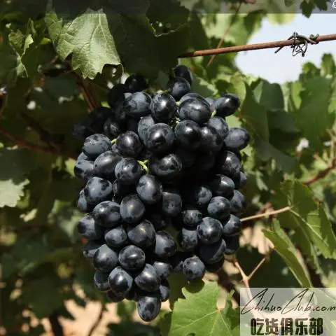 乌海葡萄