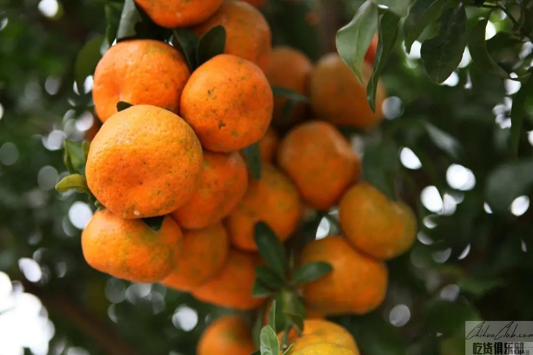 Xilin Sugar Orange