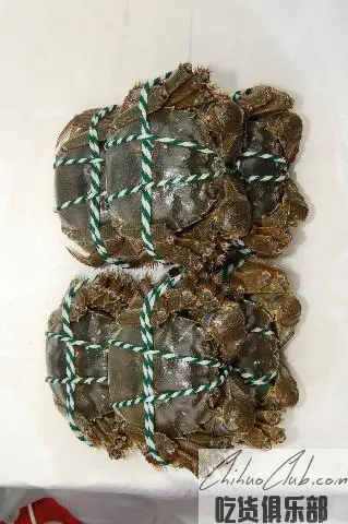 Xinghua hairy crab