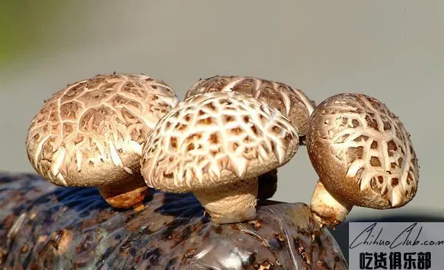 Xixia Mushroom