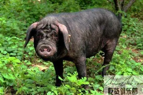 枣庄黑盖猪