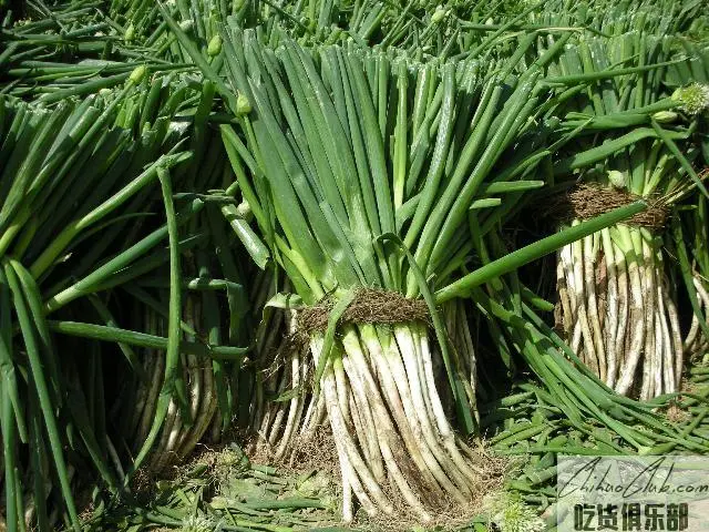 Zhengning green onion