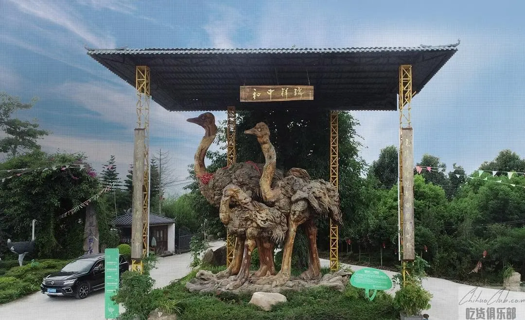 腾越香鸵鸟生态庄园