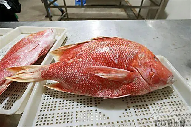 盐焗海红鱼