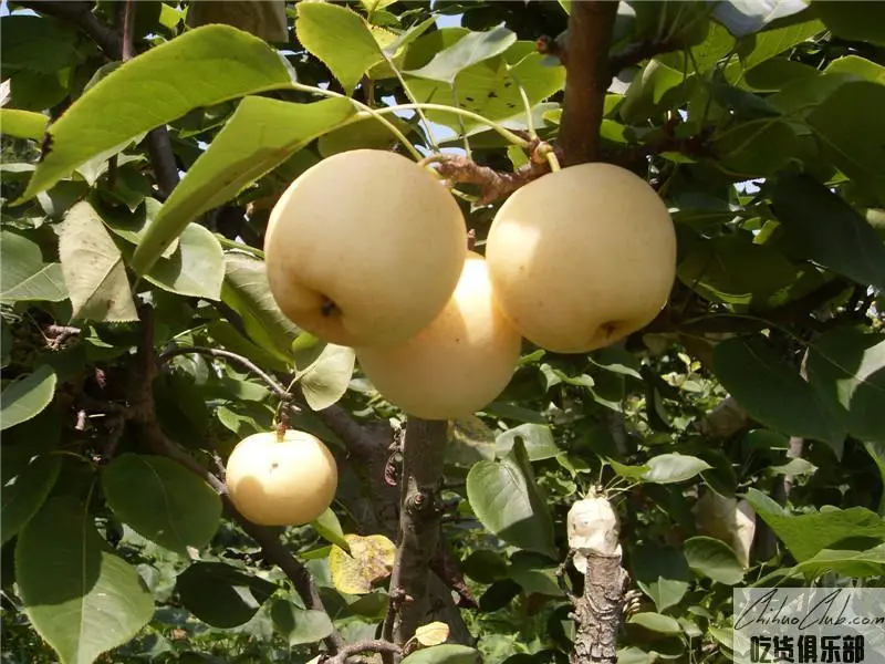 Anju Gold Pear
