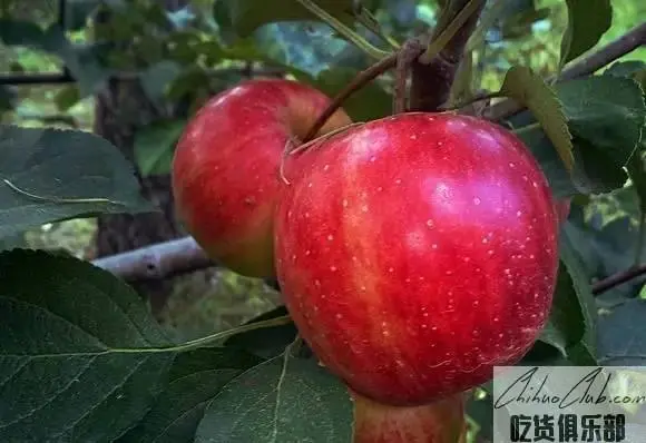 Baoqing Apple (Hanjiang Red Fruit)