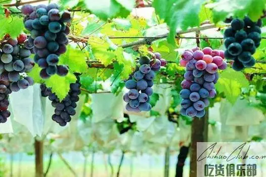 Changgou grape