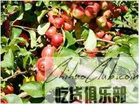 长林岛金红苹果