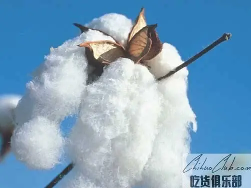Daying long-staple Cotton