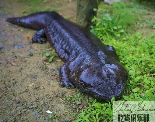 Fangxian giant salamander