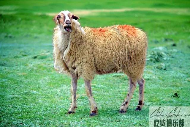 Gamba Sheep