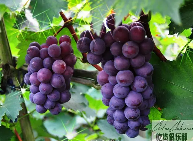 桂林葡萄