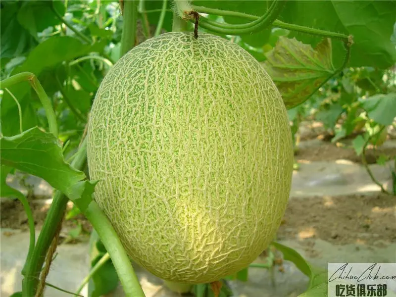 Hami melon