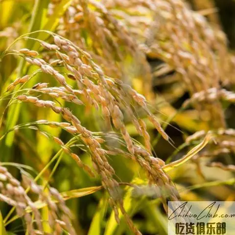 嘉荫水稻