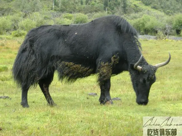 九龙牦牛