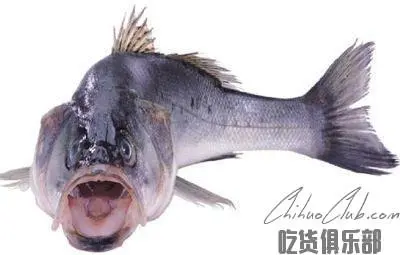 连环湖鳜鱼