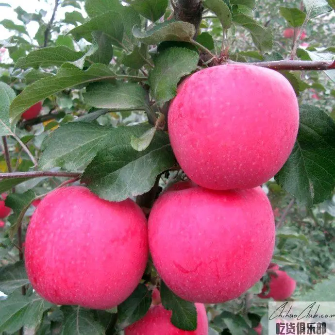 Liaozhong Hanfu apple