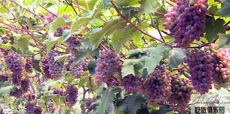 Liaozhong grape