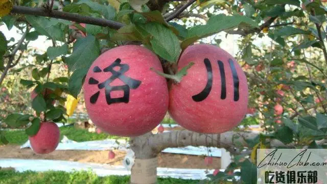 洛川苹果