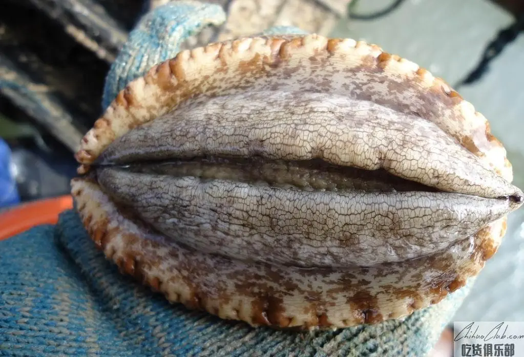 Nanri abalone