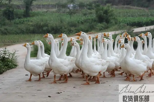 Nanxi White Goose