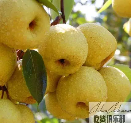 Ningling Jinding Xiehua Pear