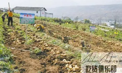 宁南冬季马铃薯