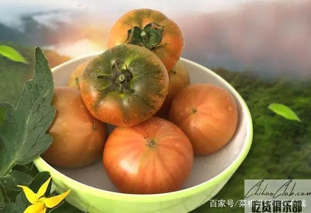 盘锦碱地柿子